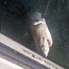ANOTHER Great White Caught In Rockaway